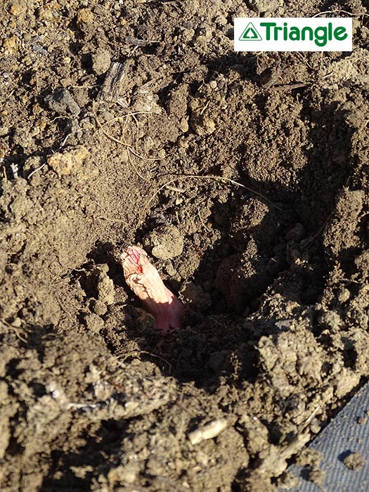 Canne à planter